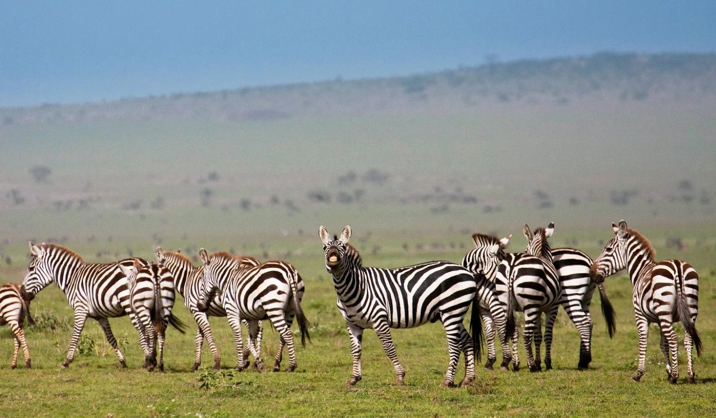 Tanzania Wild World